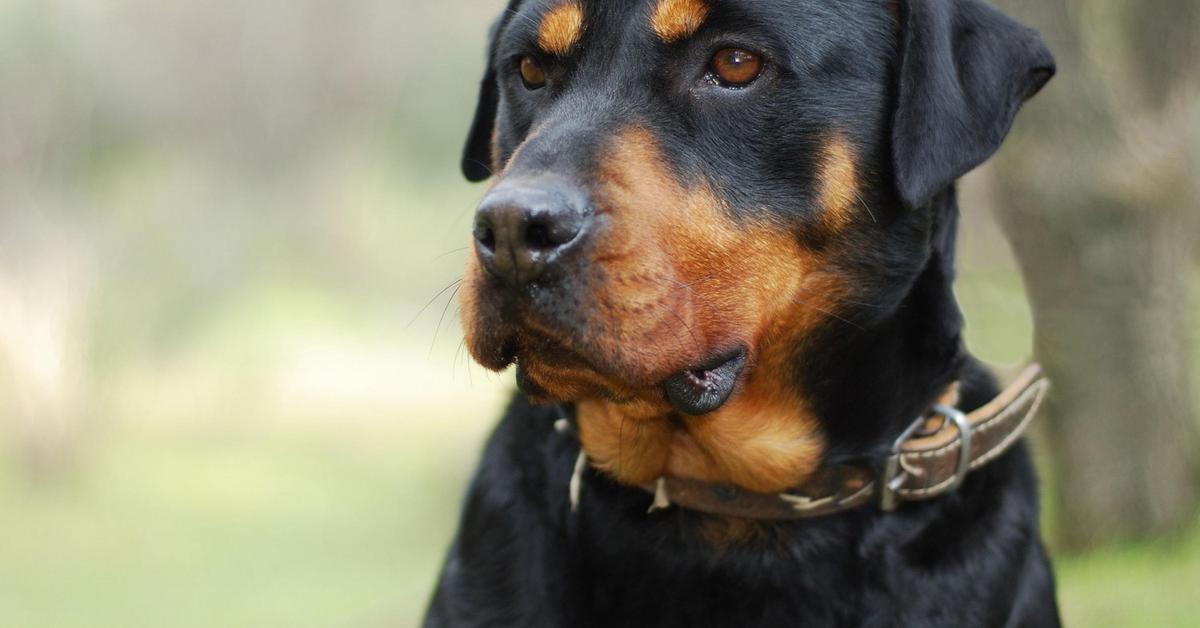 Photographic depiction of the unique Long-Haired Rottweiler, locally called Rottweiler Berambut Panjang.