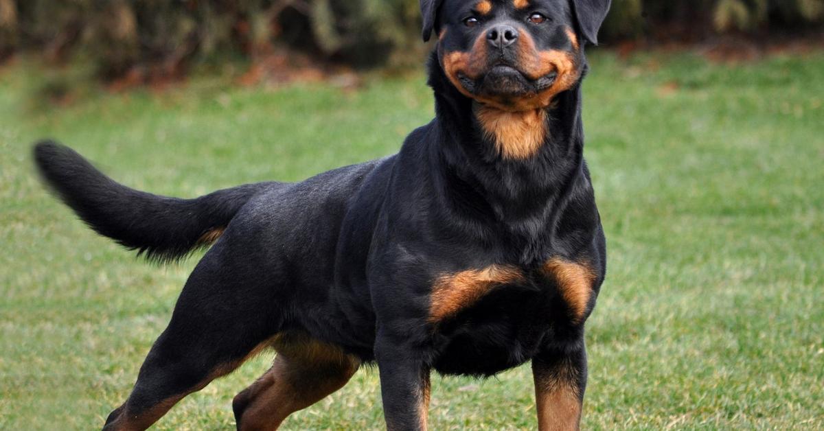 Charming view of the Long-Haired Rottweiler, in Indonesia referred to as Rottweiler Berambut Panjang.