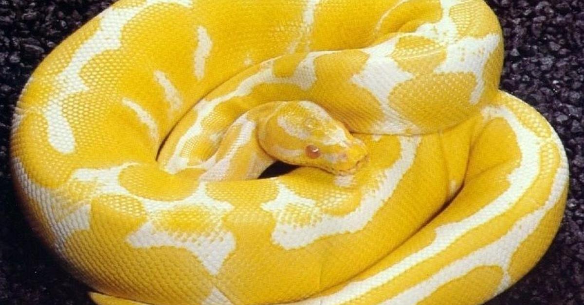 The fascinating Lipstick Albino Boa, scientifically known as Boa constrictor.