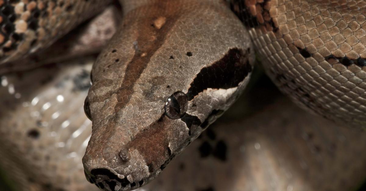 The fascinating Lipstick Albino Boa, scientifically known as Boa constrictor.