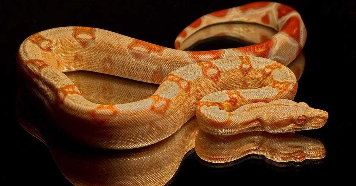 Captured elegance of the Lipstick Albino Boa, known in Indonesia as Boa Albino Lipstik.