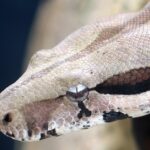 Photogenic Lipstick Albino Boa, scientifically referred to as Boa constrictor.