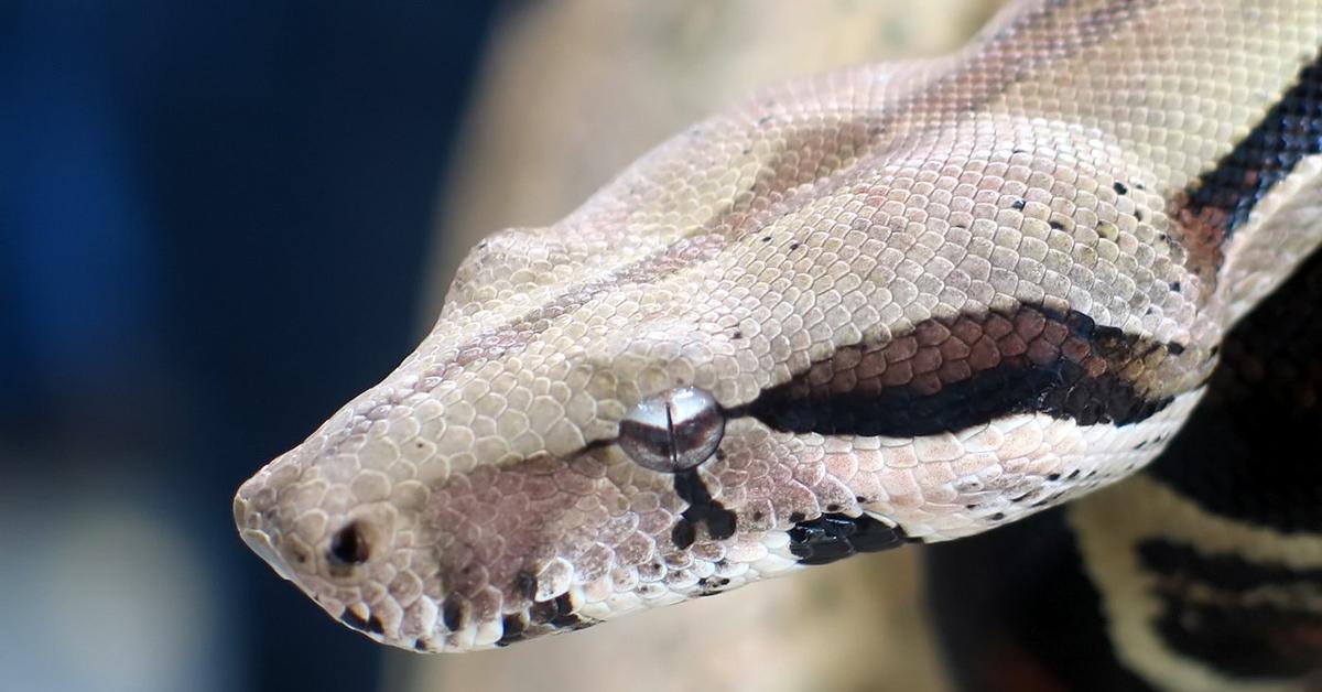 Photogenic Lipstick Albino Boa, scientifically referred to as Boa constrictor.