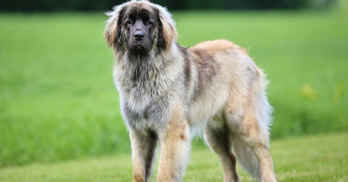 Exquisite image of Leonberger, in Indonesia known as Anjing Leonberger.