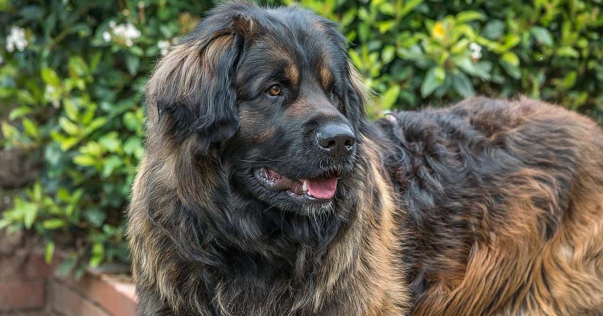 Snapshot of the intriguing Leonberger, scientifically named Canis lupus.