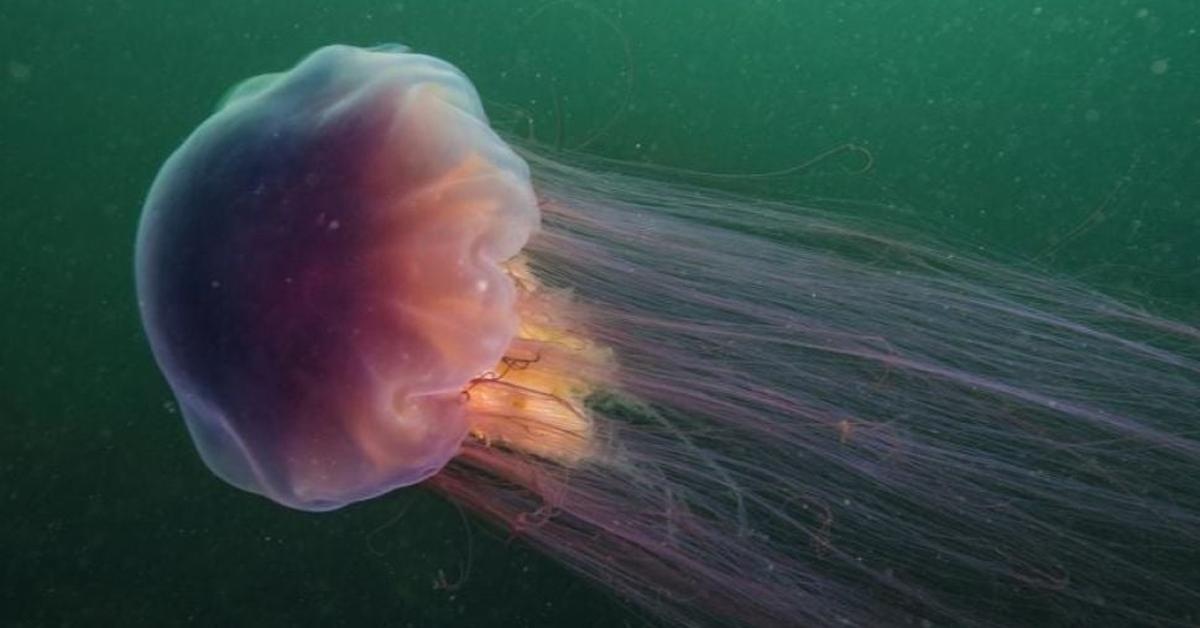 Captured moment of the Lions Mane Jellyfish, in Indonesia known as Ubur-ubur Singa.