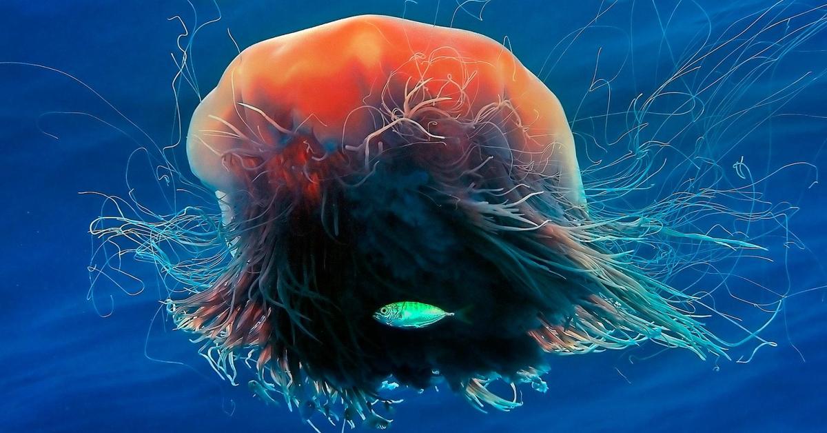 The elegant Lions Mane Jellyfish (Cyanea capillata), a marvel of nature.