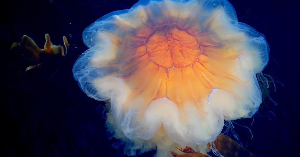 Captured beauty of the Lions Mane Jellyfish, or Cyanea capillata in the scientific world.