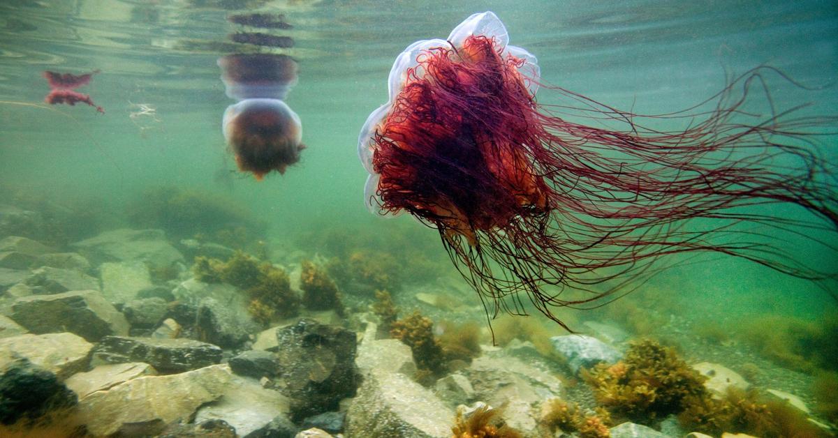 Splendid image of the Lions Mane Jellyfish, with the scientific name Cyanea capillata.