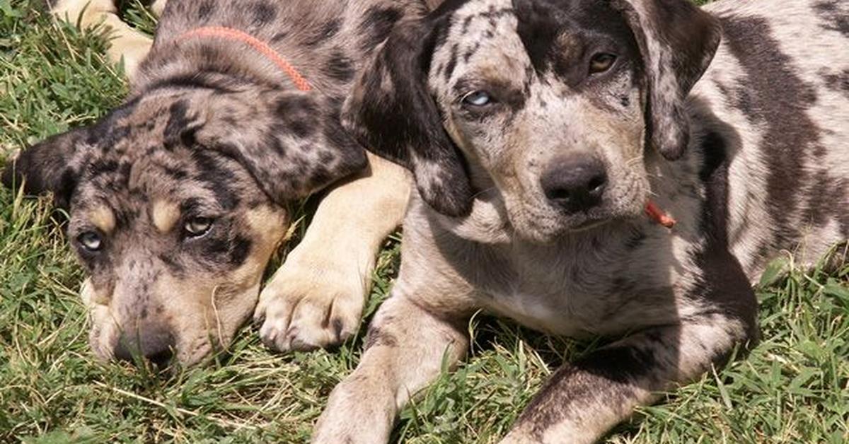 Photogenic Labahoula, scientifically referred to as Canis lupus.