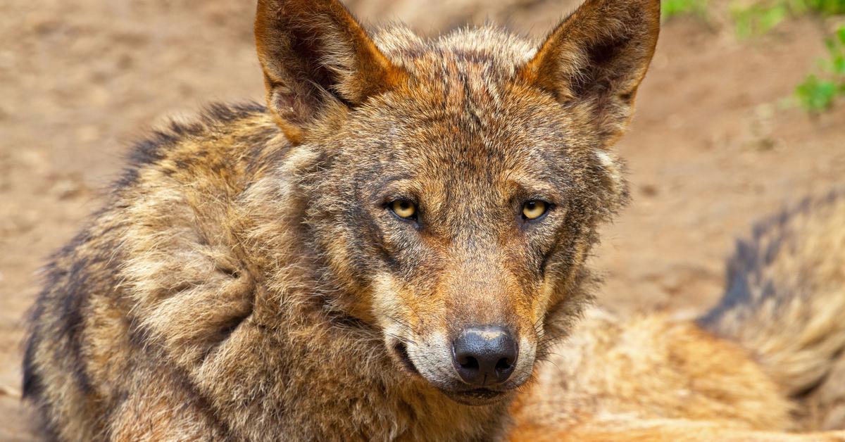 A beautiful representation of the Labahoula, scientifically Canis lupus.