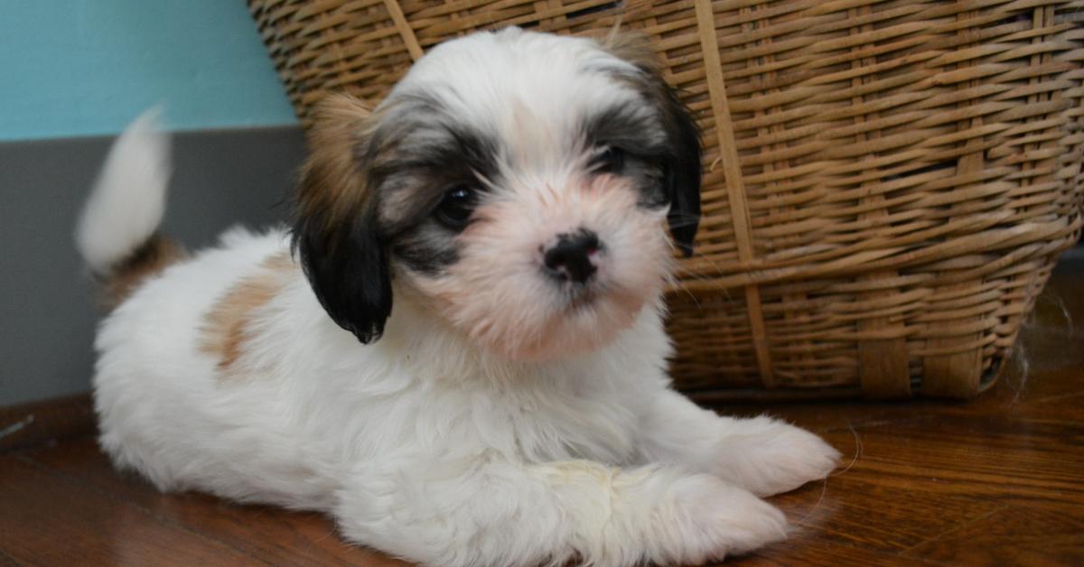 Insightful look at the Lhasa Apso, known to Indonesians as Anjing Lhasa Apso.