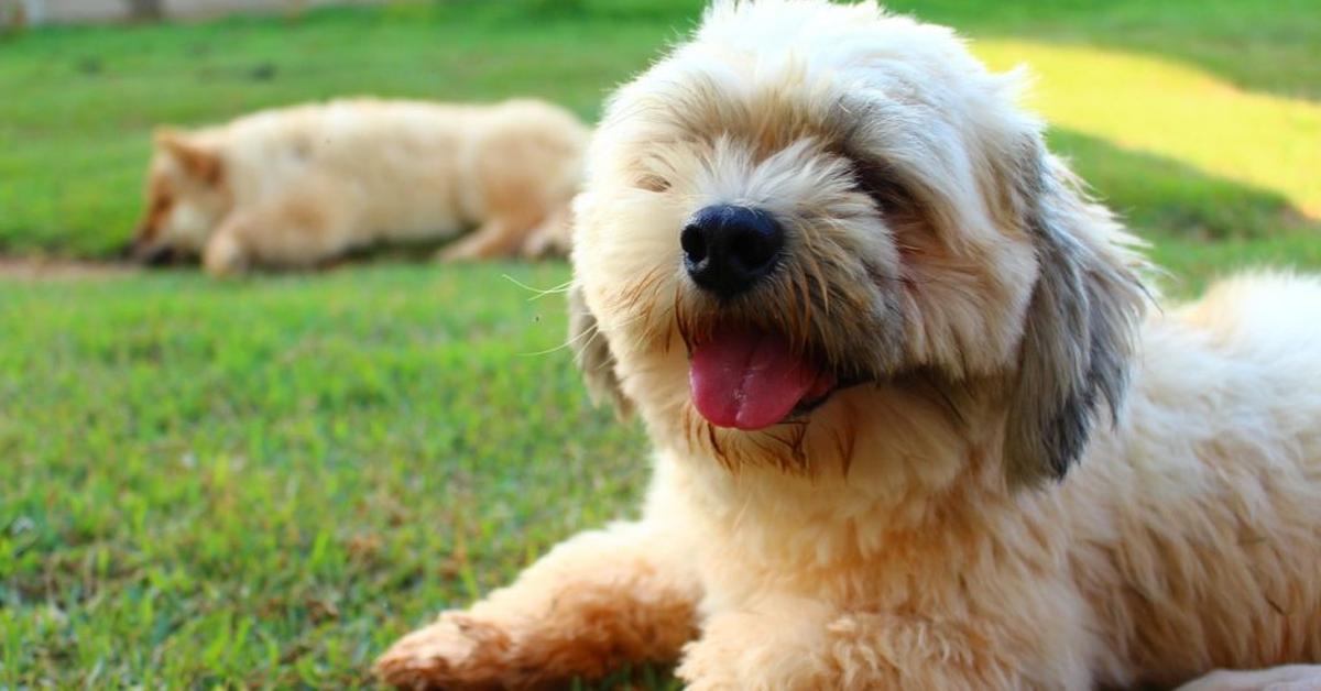 Vivid image of the Lhasa Apso, or Anjing Lhasa Apso in Indonesian context.