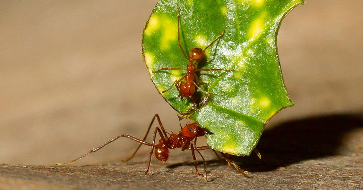 Enchanting Leafcutter Ant, a species scientifically known as Atta cephalotes.