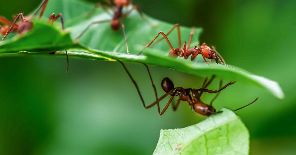 Dynamic image of the Leafcutter Ant, popularly known in Indonesia as Semut Pemotong Daun.