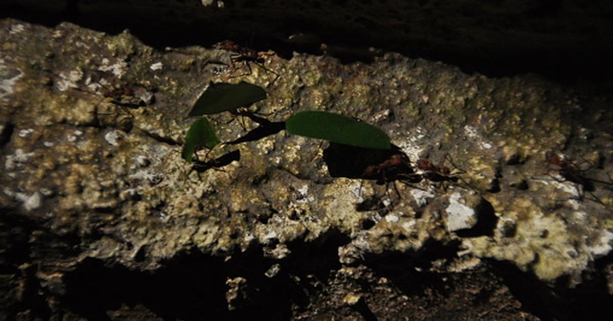 The alluring Leafcutter Ant, commonly referred to as Semut Pemotong Daun in Bahasa Indonesia.