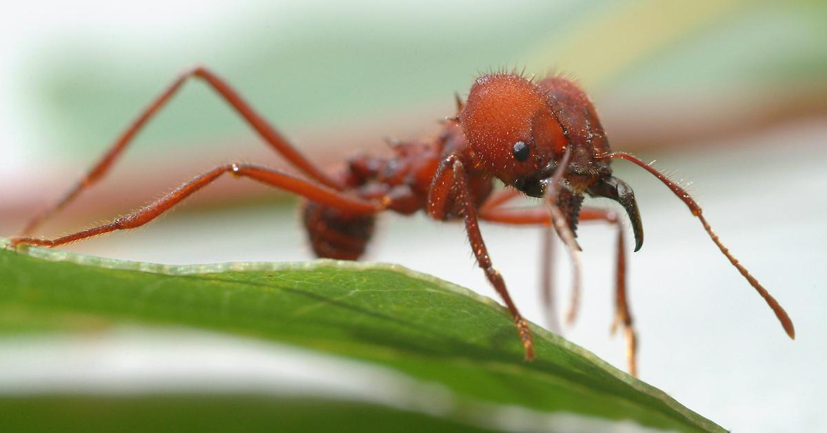 Stunning depiction of Leafcutter Ant, also referred to as Atta cephalotes.