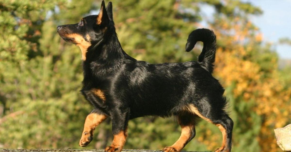 Elegant Lancashire Heeler in its natural habitat, called Lancashire Heeler in Indonesia.