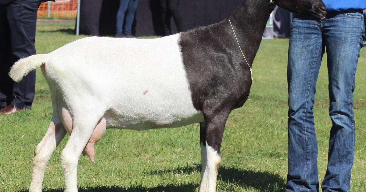 Visual of Lamancha Goat, or Kambing Lamancha in Indonesian, showcasing its beauty.