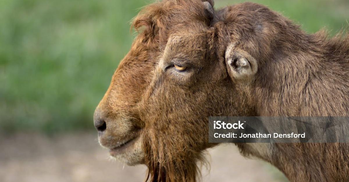 Close-up view of the Lamancha Goat, known as Kambing Lamancha in Indonesian.