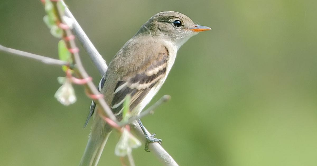 Vivid image of the Least Flycatcher, or Burung Terbang Terkecil in Indonesian context.