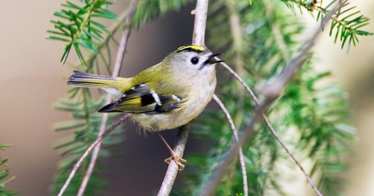 The alluring Least Flycatcher, commonly referred to as Burung Terbang Terkecil in Bahasa Indonesia.