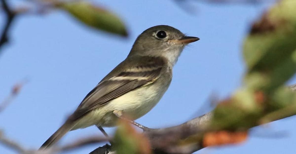 Stunning image of the Least Flycatcher (Empidonax minimus), a wonder in the animal kingdom.