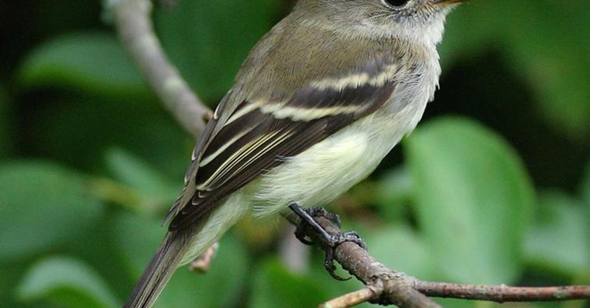 Iconic view of the Least Flycatcher, or Empidonax minimus, in its habitat.