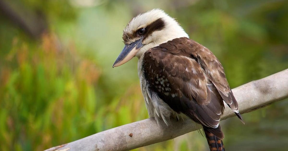 Image showcasing the Laughing Kookaburra, known in Indonesia as Burung Kookaburra Tertawa.