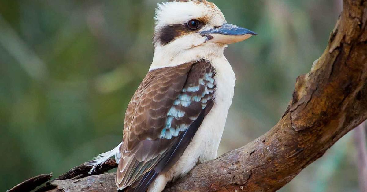 Stunning image of the Laughing Kookaburra (Dacelo), a wonder in the animal kingdom.