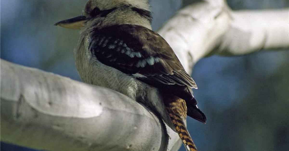 Portrait of a Laughing Kookaburra, a creature known scientifically as Dacelo.