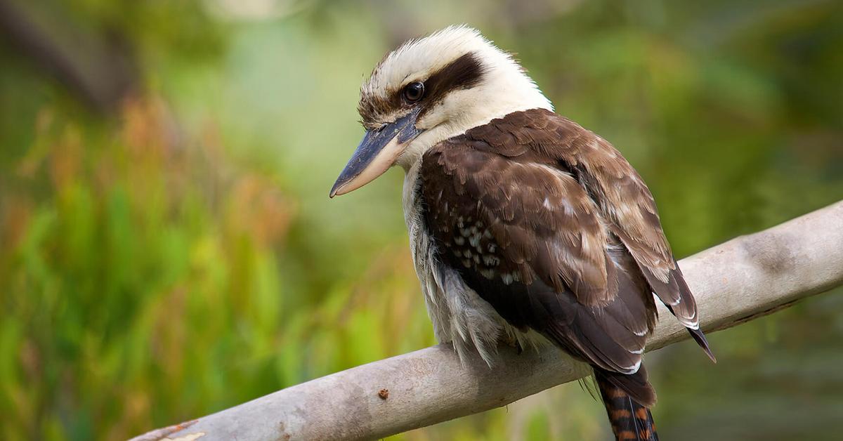 Image of the Laughing Kookaburra (Dacelo), popular in Indonesia as Burung Kookaburra Tertawa.