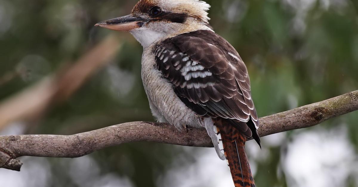 Iconic view of the Laughing Kookaburra, or Dacelo, in its habitat.