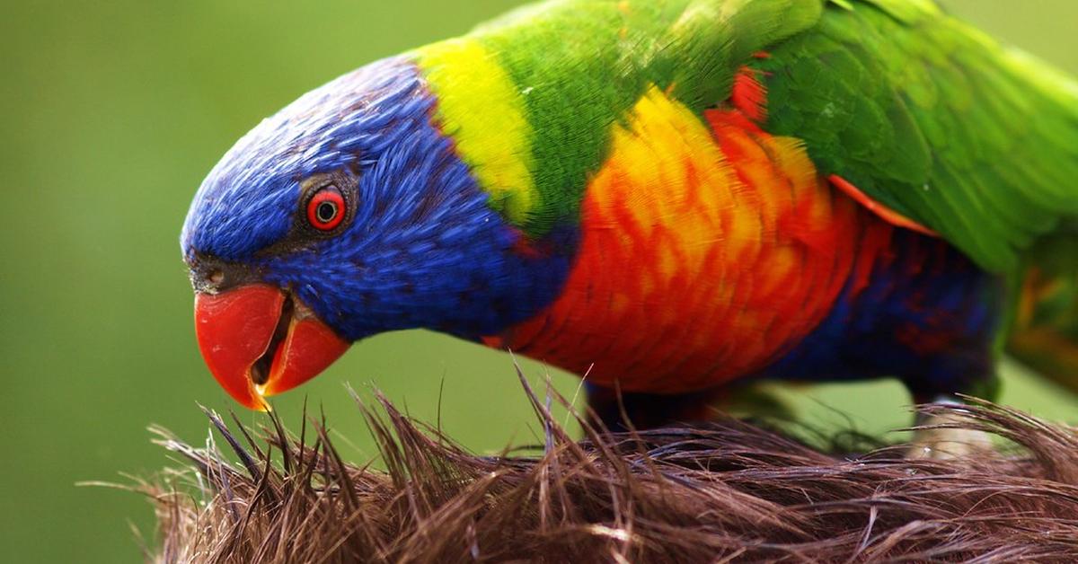 Captured elegance of the Lorikeet, known in Indonesia as Burung Lorikeet.