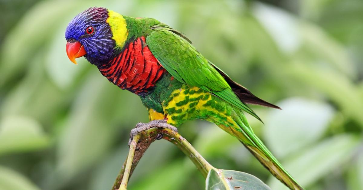 Striking appearance of the Lorikeet, known in scientific circles as Loriinae.