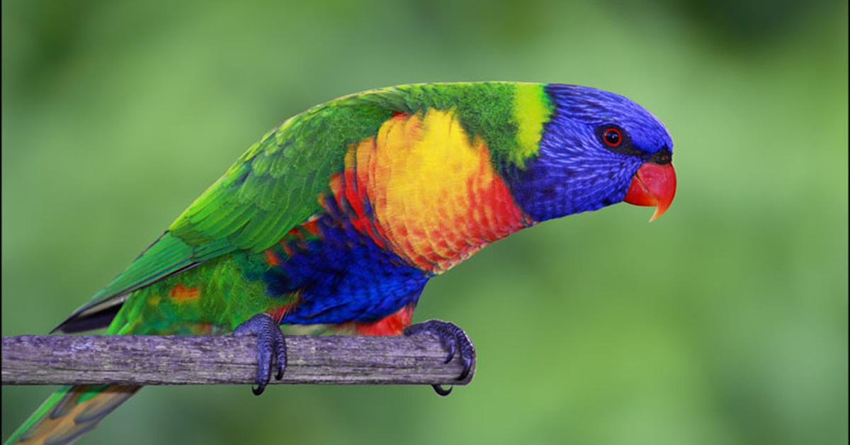 Natural elegance of the Lorikeet, scientifically termed Loriinae.