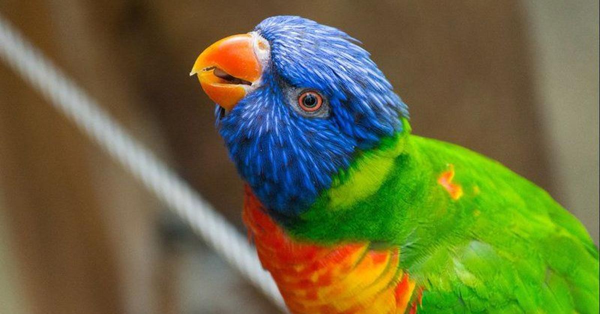 The majestic Lorikeet, also called Burung Lorikeet in Indonesia, in its glory.