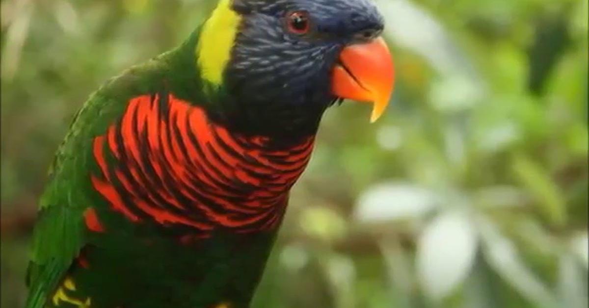 Dynamic image of the Lorikeet, popularly known in Indonesia as Burung Lorikeet.