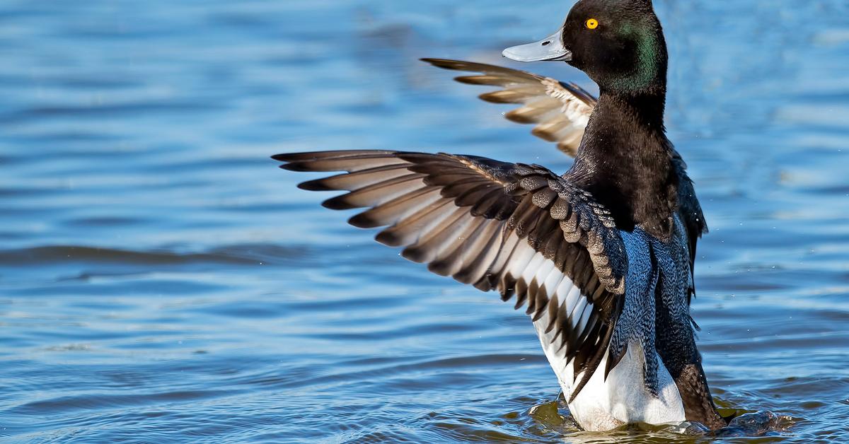 Elegant Lesser Scaup in its natural habitat, called Bebek Kecil in Indonesia.