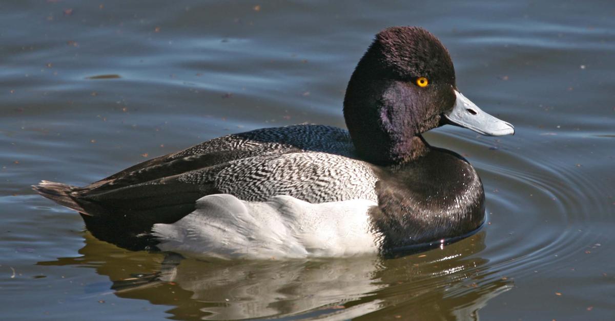 Insightful look at the Lesser Scaup, known to Indonesians as Bebek Kecil.