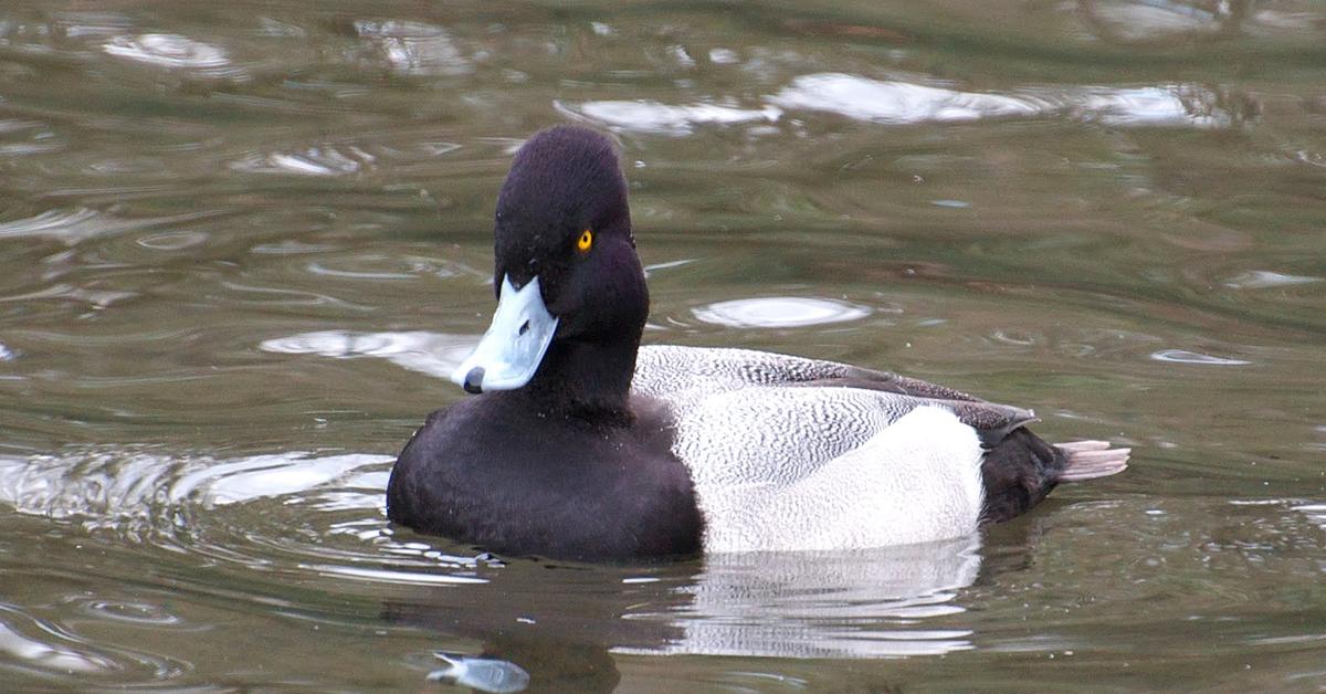 Photogenic Lesser Scaup, scientifically referred to as Aythya affinis.