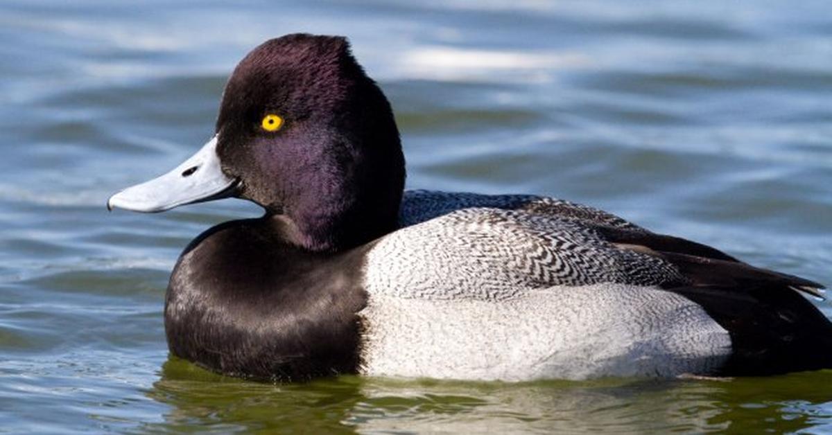 Unique portrayal of the Lesser Scaup, also called Bebek Kecil in Bahasa Indonesia.