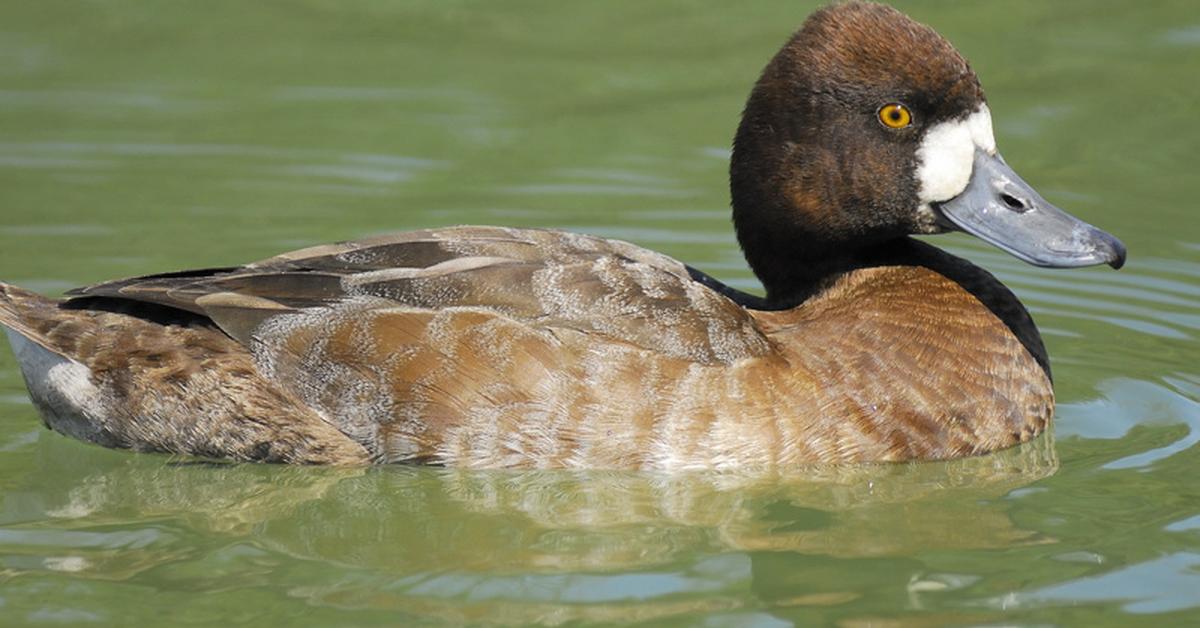 Enchanting Lesser Scaup, a species scientifically known as Aythya affinis.