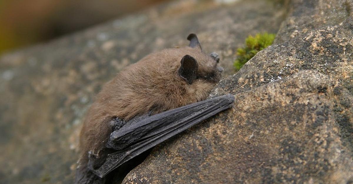 Close encounter with the Little Brown Bat, scientifically called Myotis lucifugus.