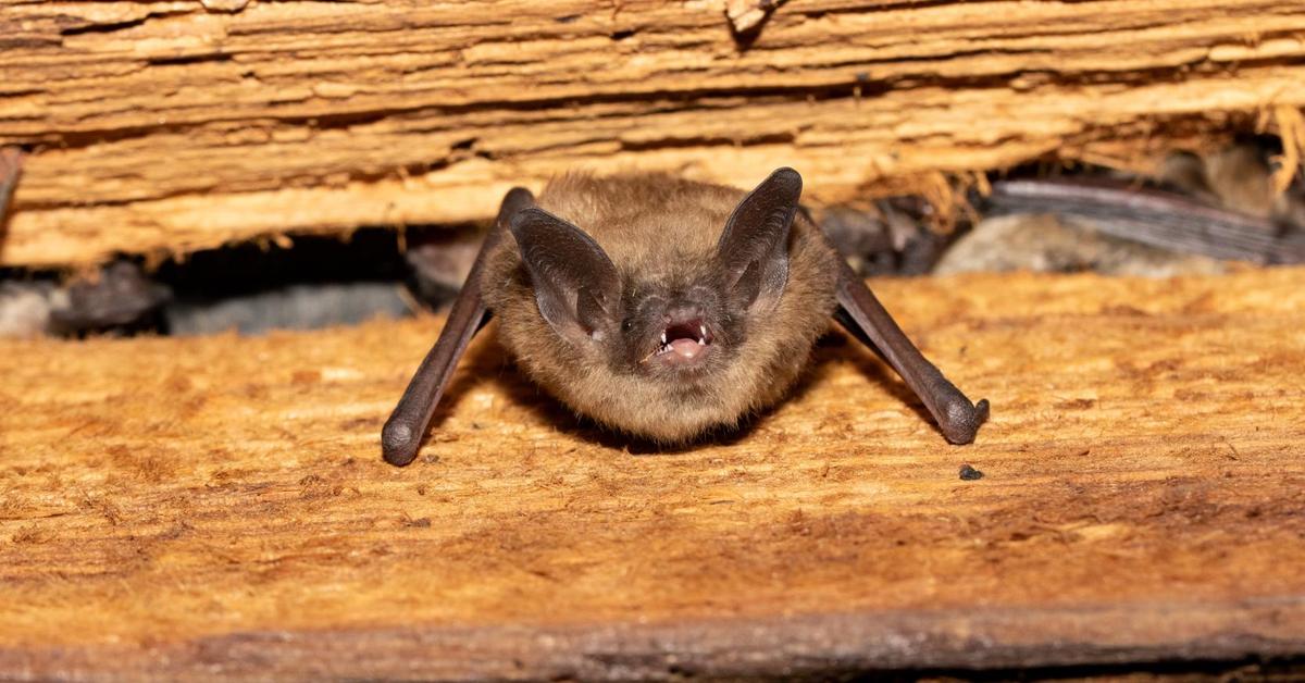 Captivating shot of the Little Brown Bat, or Kelelawar Coklat Kecil in Bahasa Indonesia.