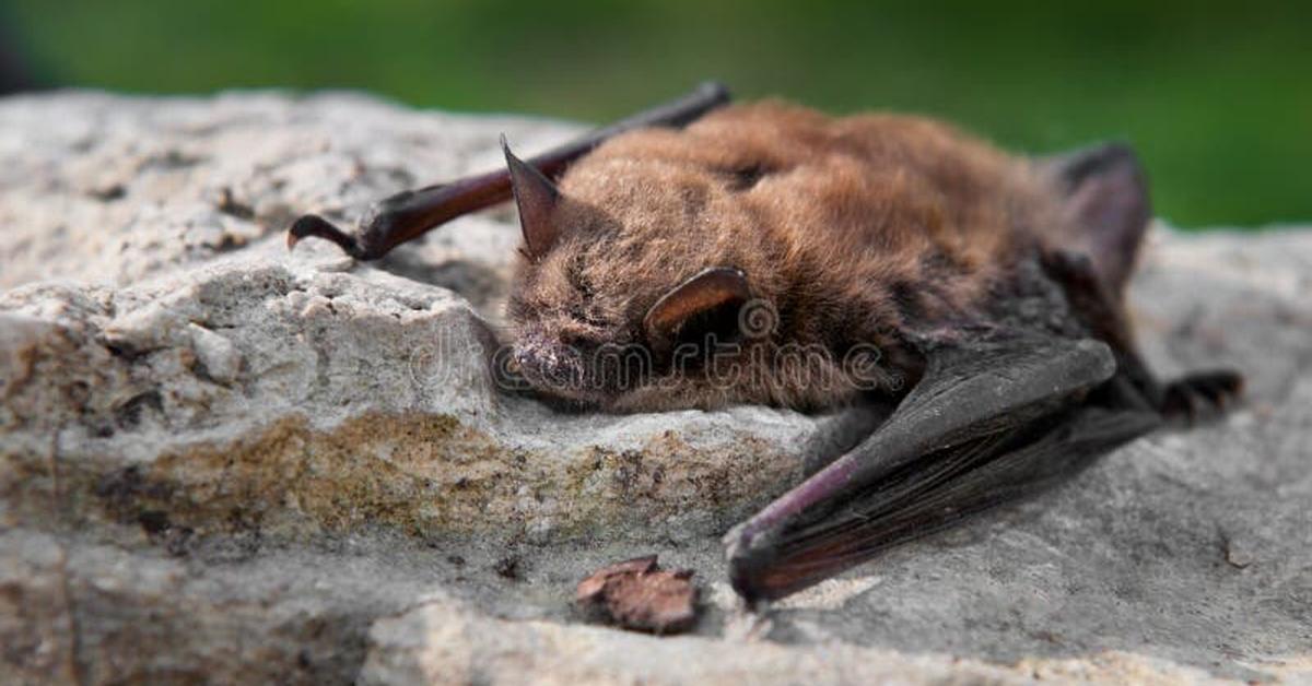 Photogenic Little Brown Bat, scientifically referred to as Myotis lucifugus.