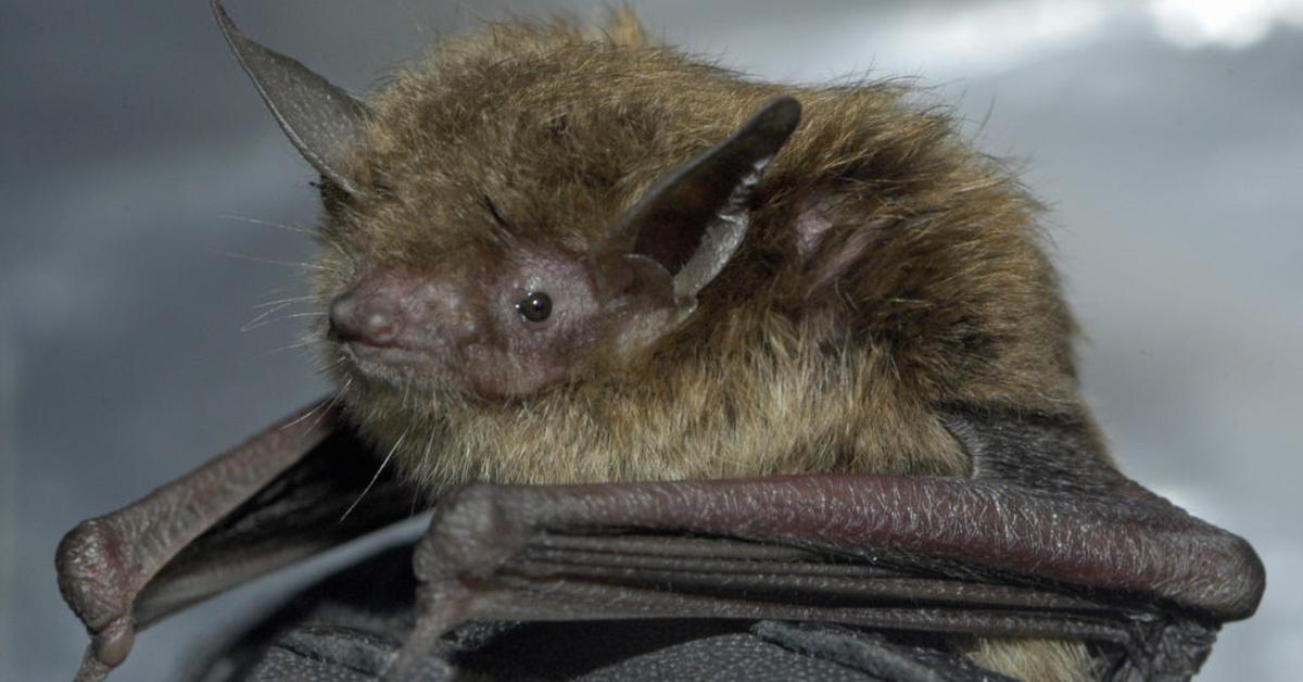 Insightful look at the Little Brown Bat, known to Indonesians as Kelelawar Coklat Kecil.