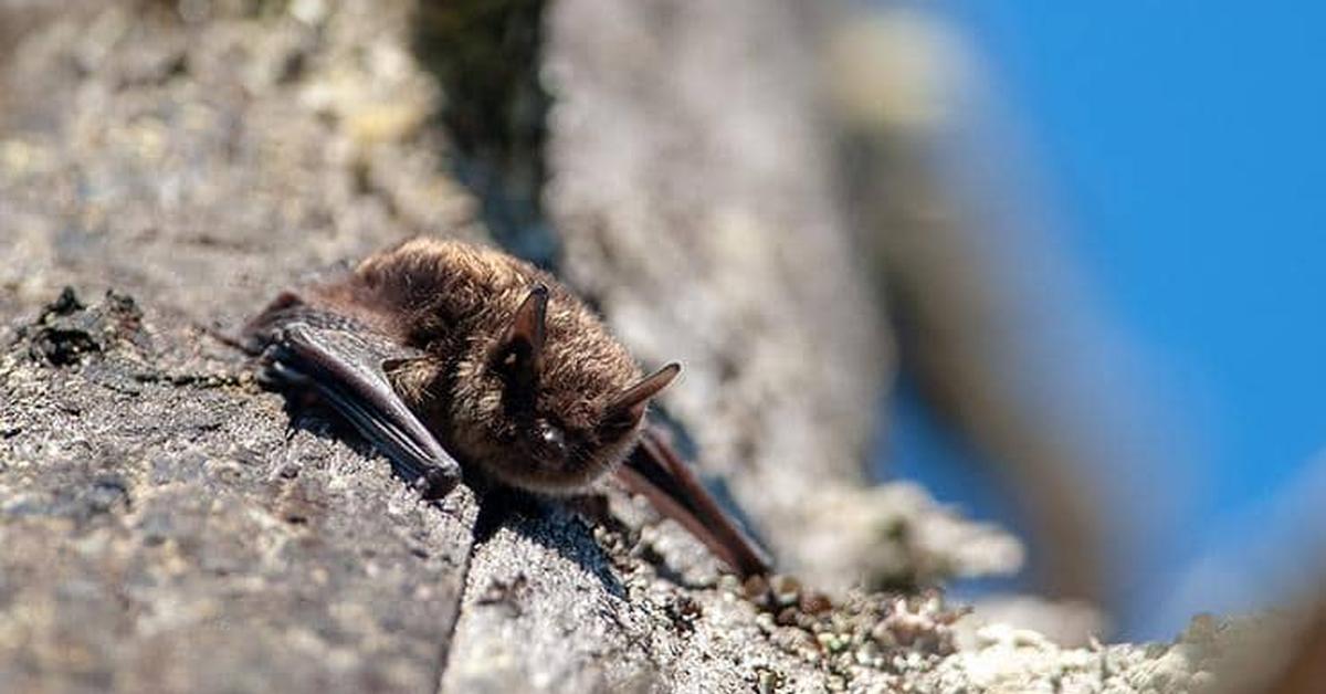 The alluring Little Brown Bat, commonly referred to as Kelelawar Coklat Kecil in Bahasa Indonesia.