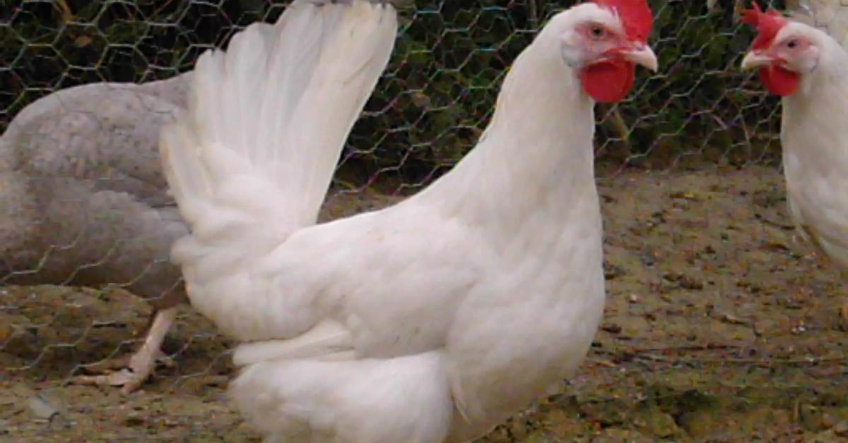 Image showcasing the Leghorn Chicken, known in Indonesia as Ayam Leghorn.