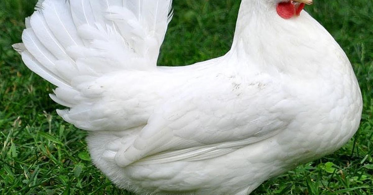 Stunning image of the Leghorn Chicken (Gallus gallus domesticus), a wonder in the animal kingdom.